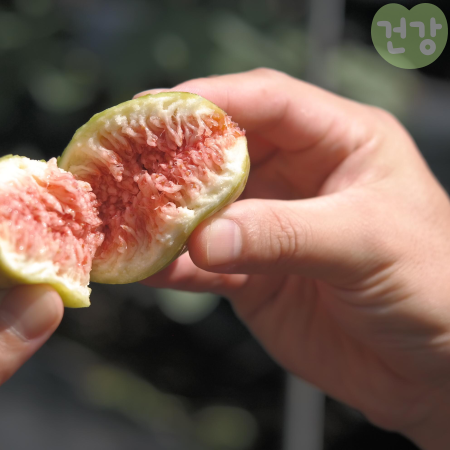 015무화과 효능 칼로리 종류별 맛과 특징 부작용