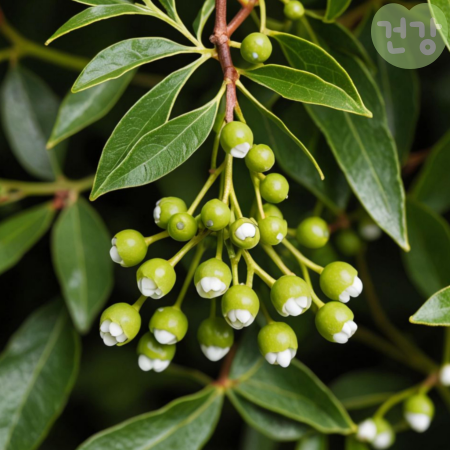 022겨우살이 효능 먹는법 항암효과 연구결과 부작용