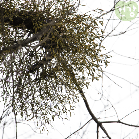 023겨우살이 효능 먹는법 항암효과 연구결과 부작용