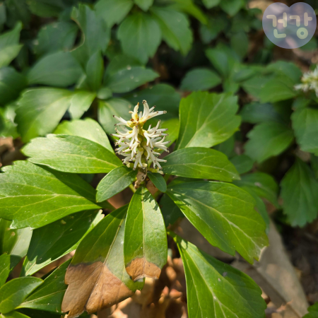 007수호초 효능 복용법 부작용