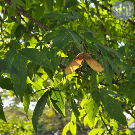 008수호초 효능 복용법 부작용