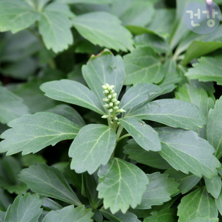 009수호초 효능 복용법 부작용