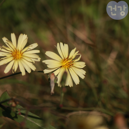 016왕고들빼기 효능 데치는 법 부작용