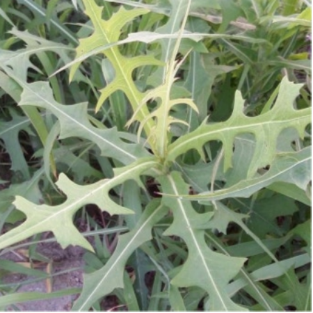 017왕고들빼기 효능 데치는 법 부작용