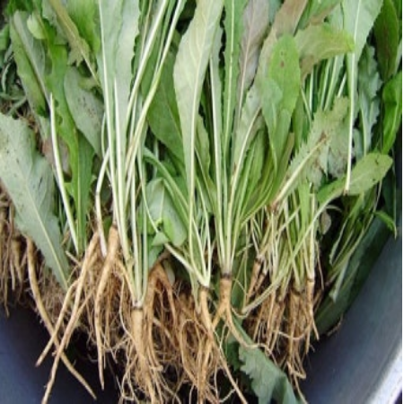 018왕고들빼기 효능 데치는 법 부작용