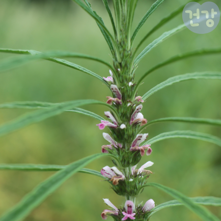 019익모초 효능 먹는법 보관법 부작용