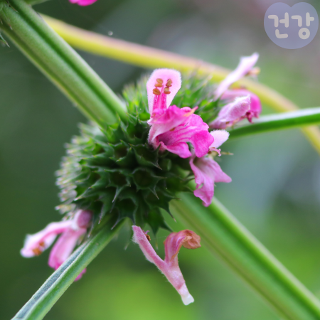 020익모초 효능 먹는법 보관법 부작용