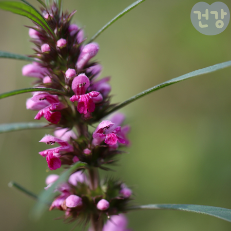 021익모초 효능 먹는법 보관법 부작용
