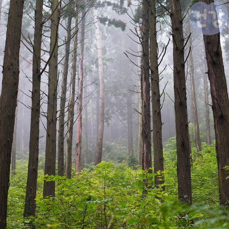 022편백나무 효능 스트레스 완화 숙면유도 효과 부작용