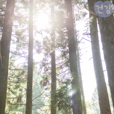 024편백나무 효능 스트레스 완화 숙면유도 효과 부작용