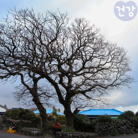 028팽나무 효능 열매 효능 항염작용 부작용