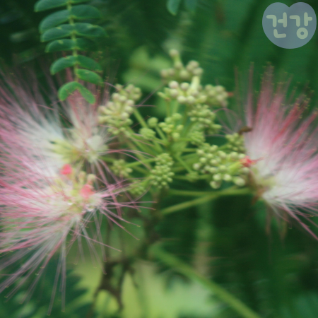 031자귀나무 효능 스트레스 완화 효과 재배법 부작용